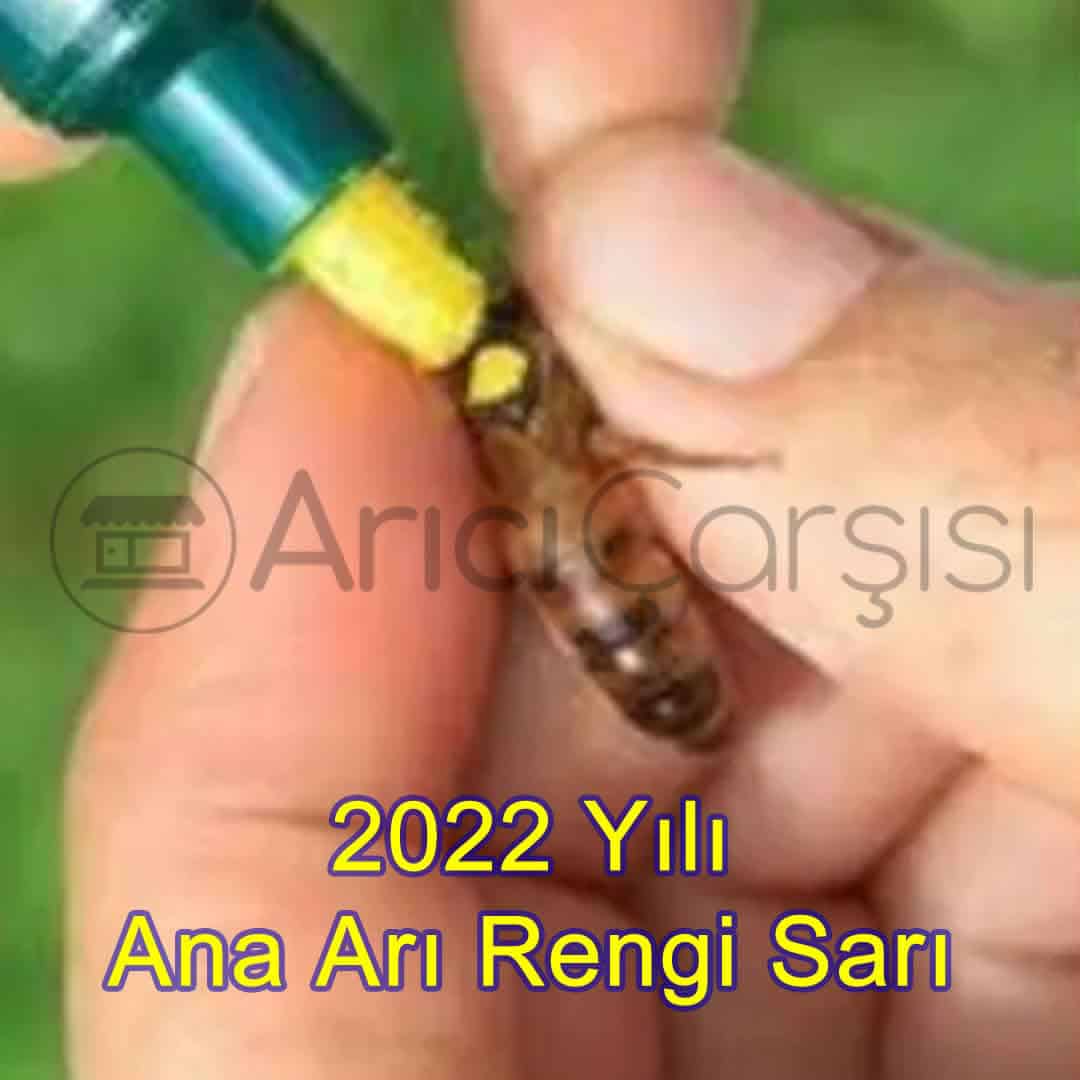 2022 yılı ana arı rengi